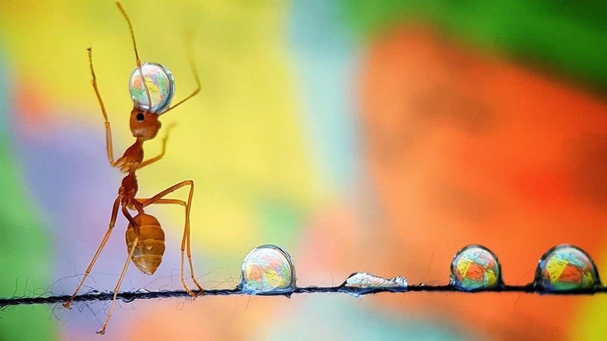 The First Law of Adaptability